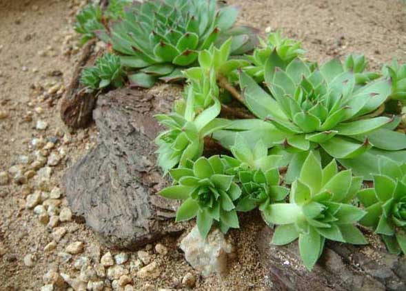 觀音蓮有毒嗎? 花卉怎么養(yǎng)