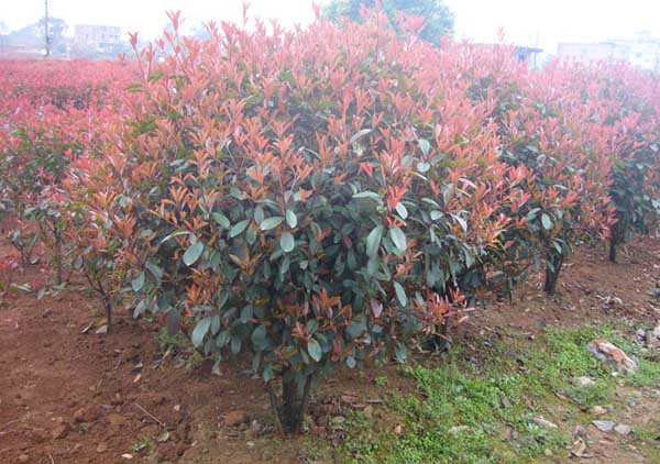 紅葉石楠栽培技術(shù) 紅葉石楠掉葉子怎么辦