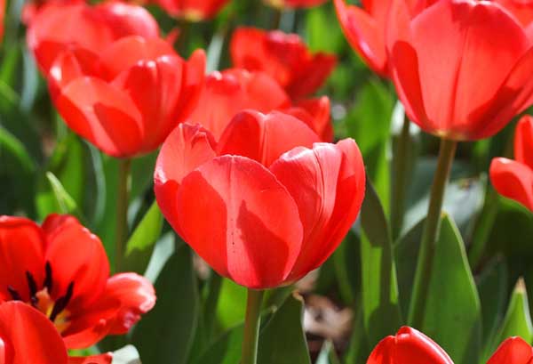 郁金香花語及代表意義 郁金香怎么養(yǎng)