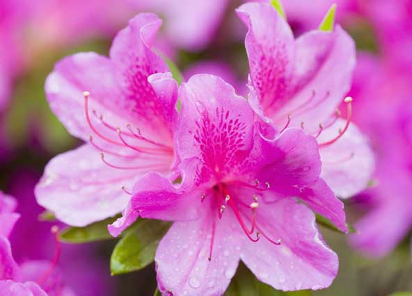 杜鵑花語(yǔ)是什么? 杜鵑花的養(yǎng)殖方法