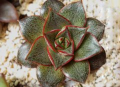 常見的多肉植物怎么養(yǎng)？