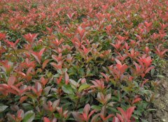 紅葉石楠怎么繁殖？