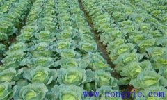 大、中棚春甘藍早熟高效栽培的關(guān)鍵措施