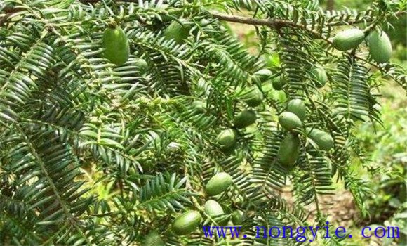 香榧種植管理技術(shù)