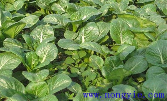 適當(dāng)密植，及時(shí)間苗