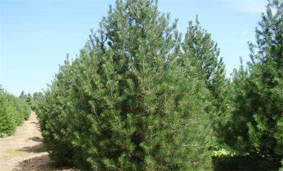 雪松和云杉的科屬區(qū)別