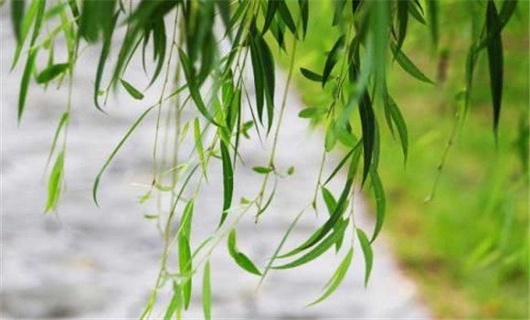 柳樹葉的藥用價值是什么