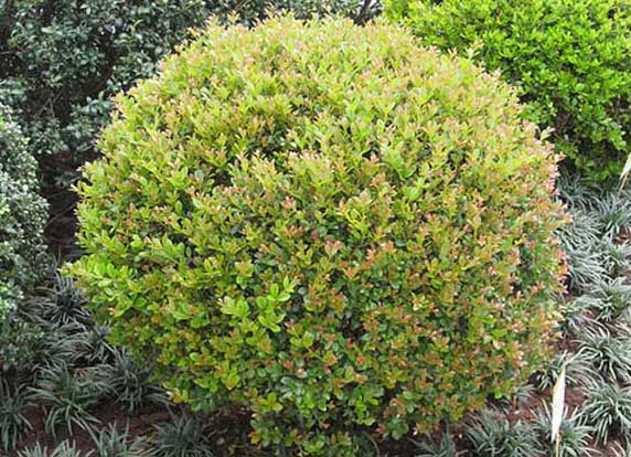 小葉黃楊盆景的制作與養(yǎng)護(hù)方法 小葉黃楊掉葉子怎么辦