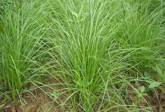 百喜草栽培管理技術(shù) 花卉的養(yǎng)殖方法