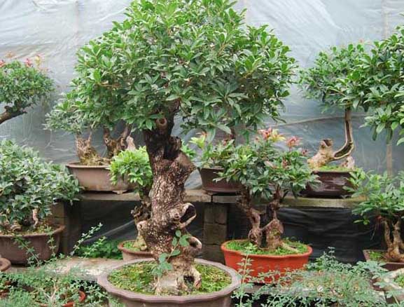 桂花的養(yǎng)殖方法 桂花的栽培技術(shù)