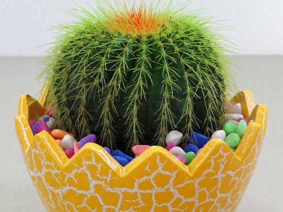 仙人球養(yǎng)殖方法