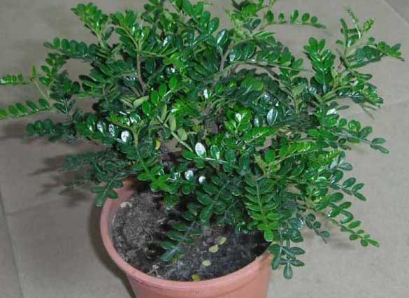 清香木的養(yǎng)殖方法 清香木的栽培技術(shù)