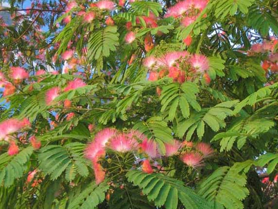 合歡花花語是什么 合歡怎么養(yǎng)