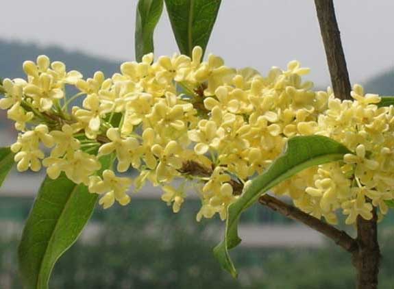 桂花的功效與作用 桂花的功效與作用