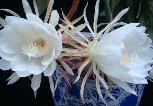 曇花-有關(guān)曇花的資料 曇花圖片