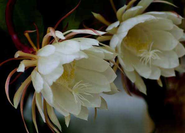 曇花-有關(guān)曇花的資料 曇花圖片