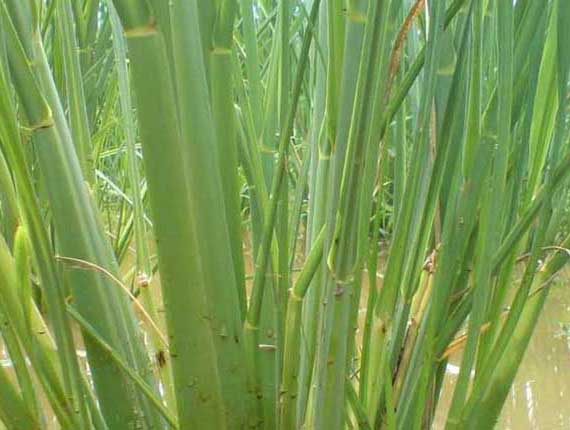 茭白-有關(guān)茭白的知識(shí) 茭白圖片