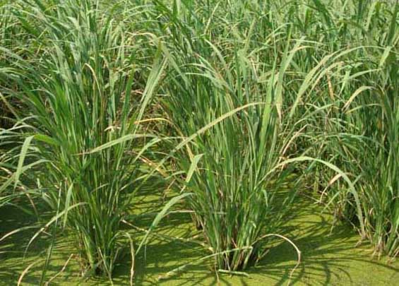 茭白-有關(guān)茭白的知識(shí) 茭白圖片