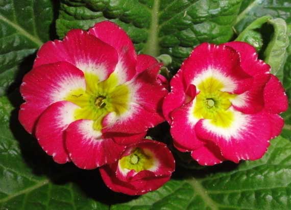 報(bào)春花栽培技術(shù) 報(bào)春花的養(yǎng)殖方法