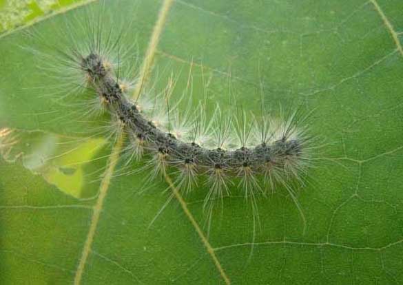 美國白蛾-有關(guān)美國白蛾的知識 美國白蛾圖片