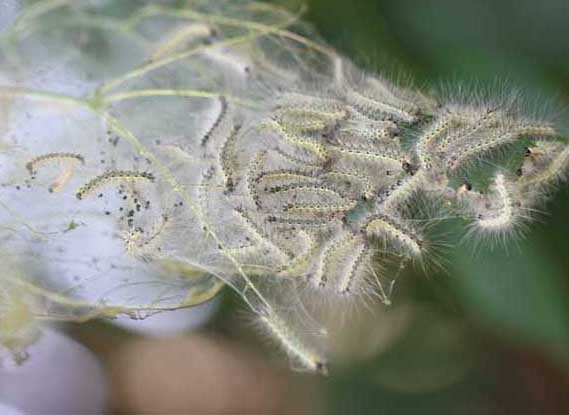 美國白蛾-有關(guān)美國白蛾的知識 美國白蛾圖片