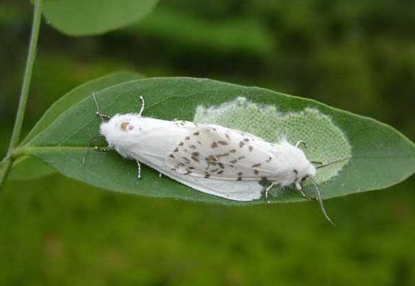 美國白蛾-有關(guān)美國白蛾的知識 美國白蛾圖片
