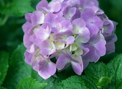 八仙花種植管理技術(shù) 八仙花養(yǎng)殖方法