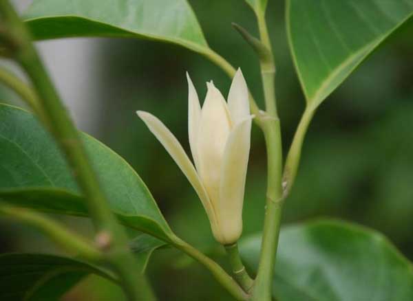 盆栽的白蘭花該怎么養(yǎng)? 白蘭花怎么養(yǎng)