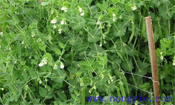 豌豆(荷蘭豆)的栽培要點