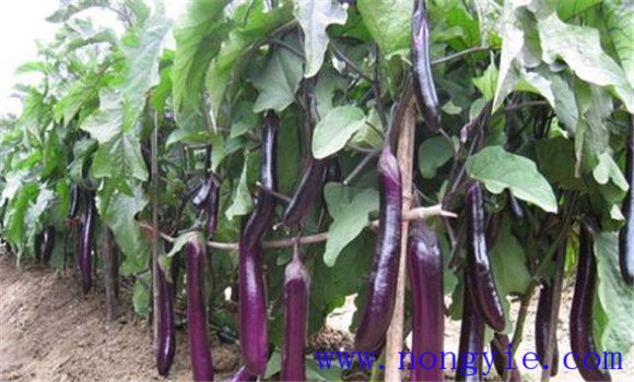 茄子爛果的防治方法