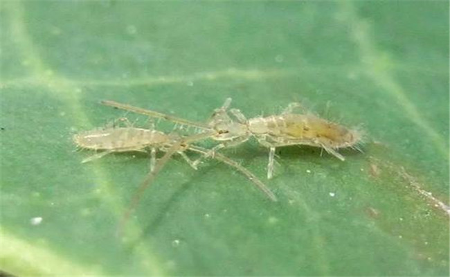 食用菌跳蟲(chóng)的習(xí)性特征