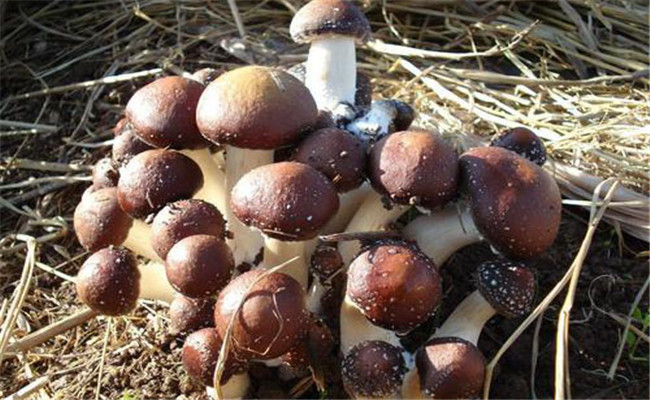 食用菌跳蟲(chóng)的防治方法