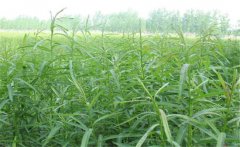 杞柳的生態(tài)習(xí)性有哪些？杞柳的栽培管理方法