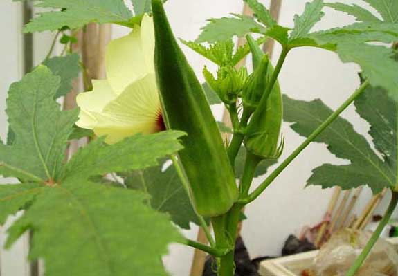黃秋葵-有關(guān)黃秋葵的資料 黃秋葵圖片