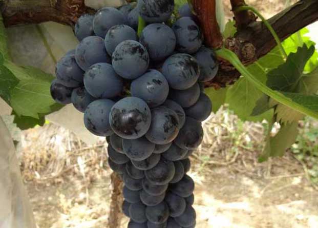 夏黑葡萄-有關(guān)夏黑葡萄的知識(shí) 夏黑葡萄圖片