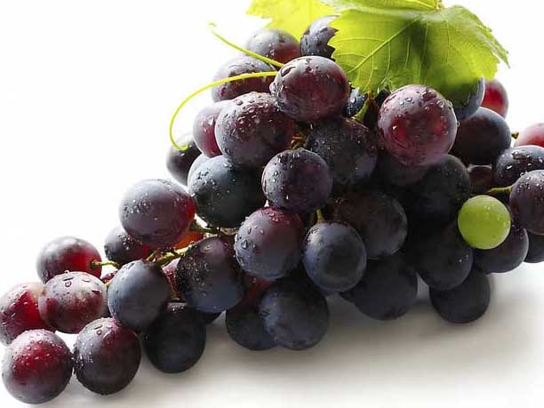 夏黑葡萄-有關(guān)夏黑葡萄的知識(shí) 夏黑葡萄圖片