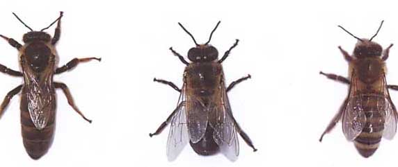 東北黑蜂-有關(guān)東北黑蜂的知識(shí) 東北黑蜂圖片