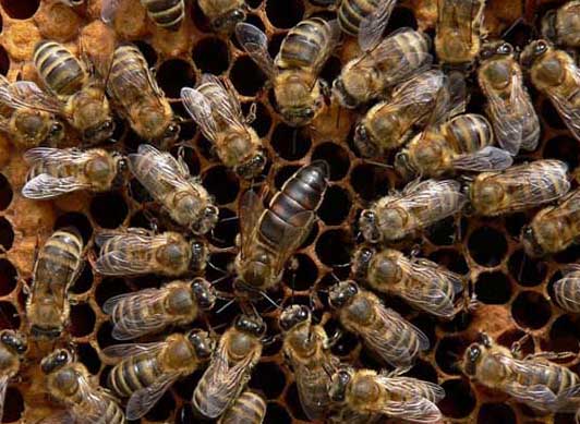 東北黑蜂-有關(guān)東北黑蜂的知識(shí) 東北黑蜂圖片