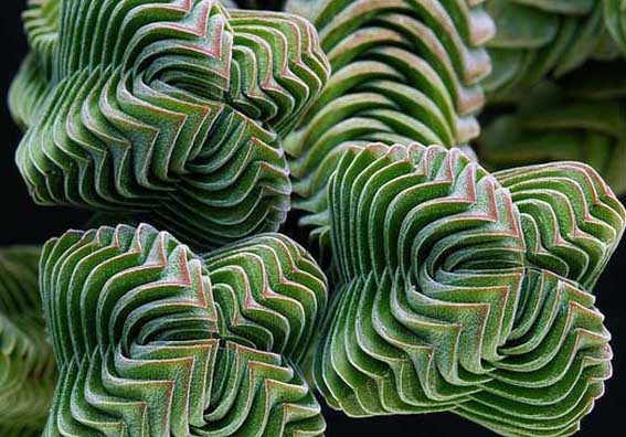 茜之塔-有關茜之塔的知識 茜之塔圖片