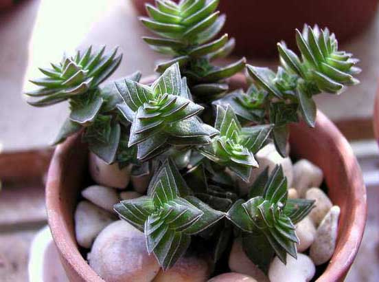 茜之塔-有關茜之塔的知識 茜之塔圖片