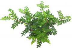 清香木為什么老掉葉?