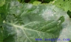 西葫蘆褐腐病的癥狀、發(fā)病規(guī)律與防治方法