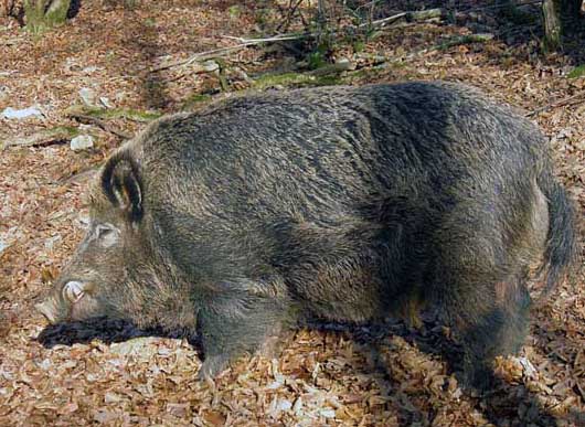野豬肉的營養(yǎng)價值分析 野豬飼養(yǎng)管理方法