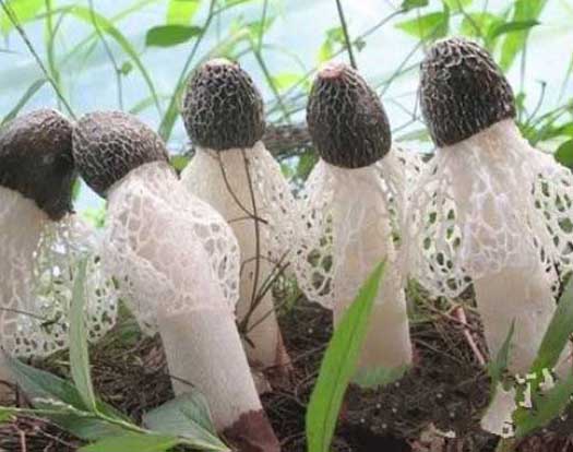 竹蓀的營養(yǎng)價值 竹蓀種植技術