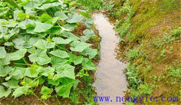 甜瓜澆水技術要點