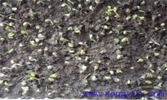 秋冬芹菜什么時(shí)候播種，秋冬芹菜栽培技術(shù)要點(diǎn)