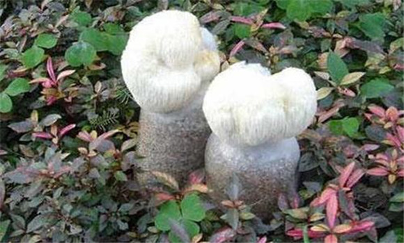 猴頭菇菌絲體生長(zhǎng)階段的管理