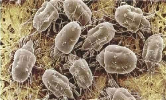 菇螨用什么殺、如何消除