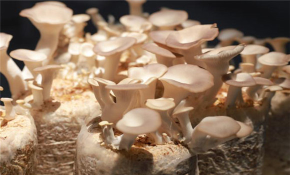 食用菌螨蟲的預(yù)防方法