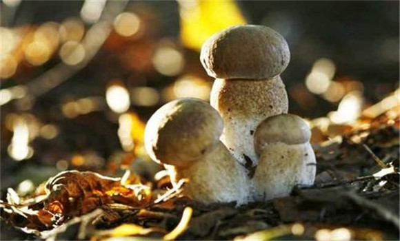 草菇幾種常見(jiàn)蟲(chóng)害的防治方法